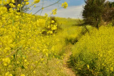 DSC_6437 (Large).JPG